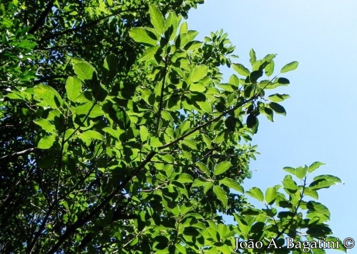 Ficus luschnathiana