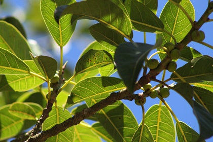 Ficus luschnathiana