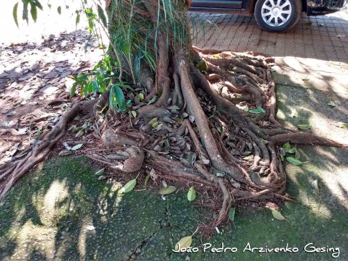 Ficus luschnathiana