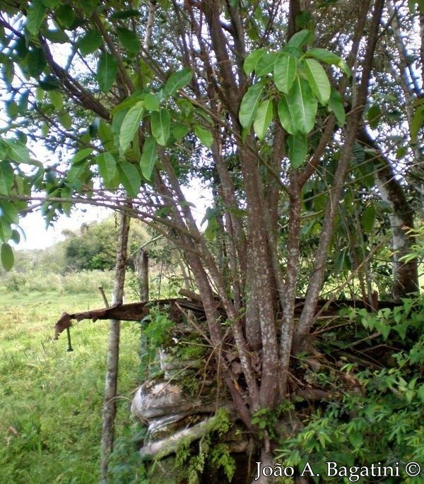 Ficus luschnathiana