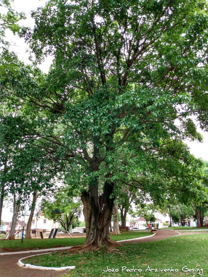 Ficus luschnathiana