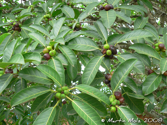 Ficus luschnathiana