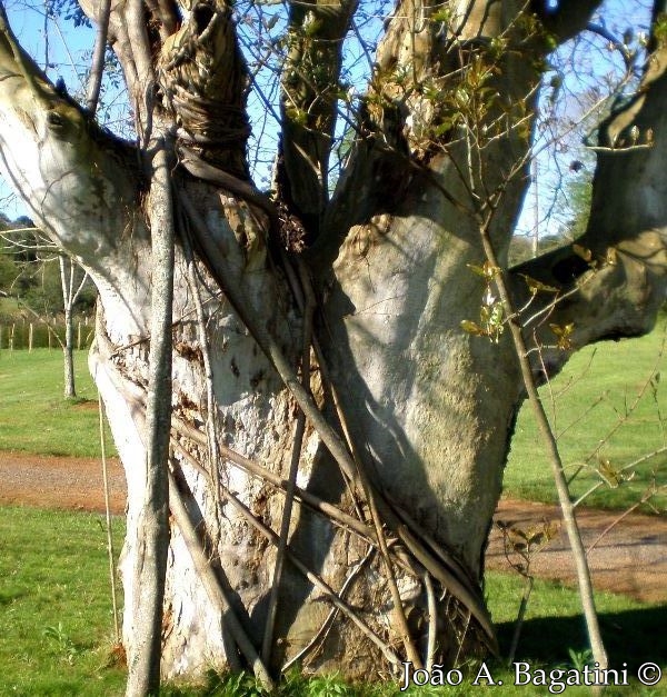 Ficus luschnathiana