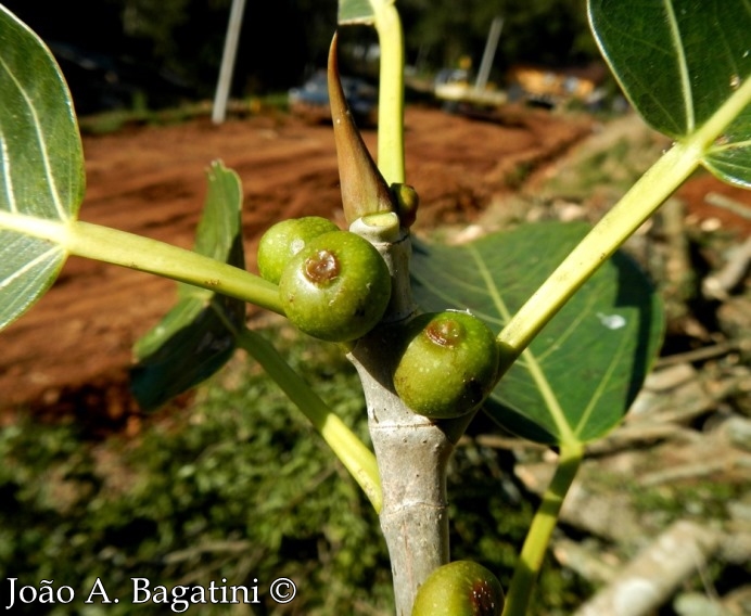 Ficus luschnathiana