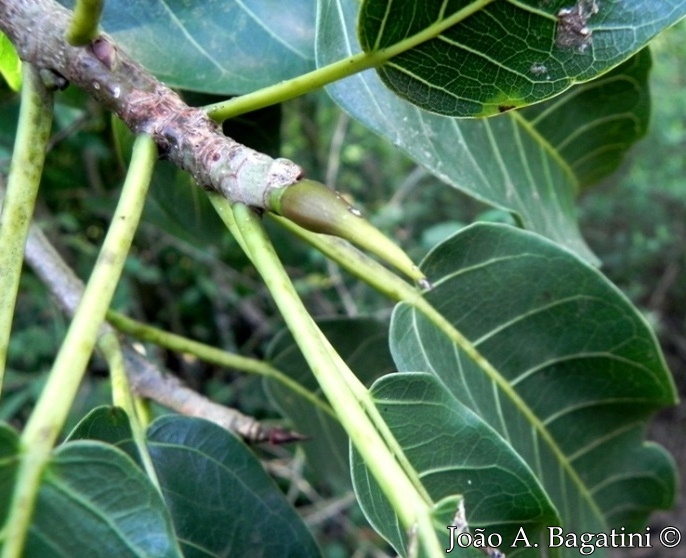Ficus luschnathiana