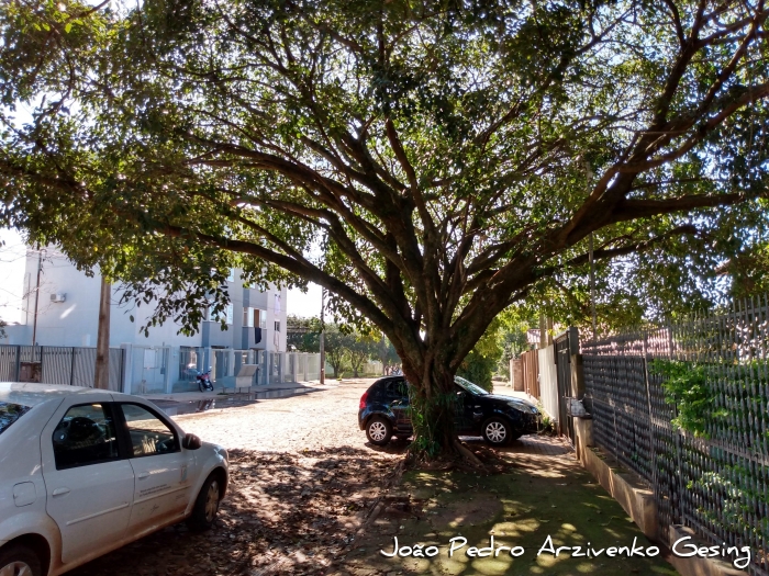 Ficus luschnathiana