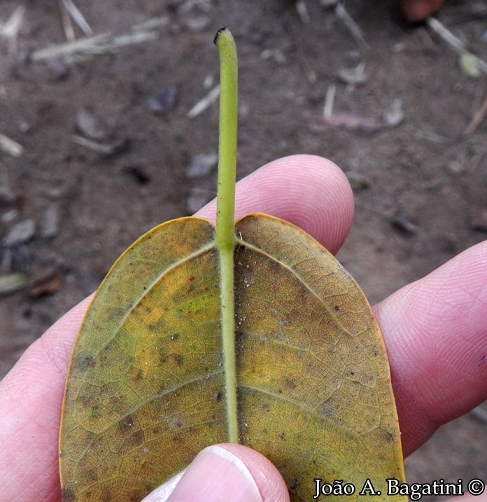 Ficus luschnathiana