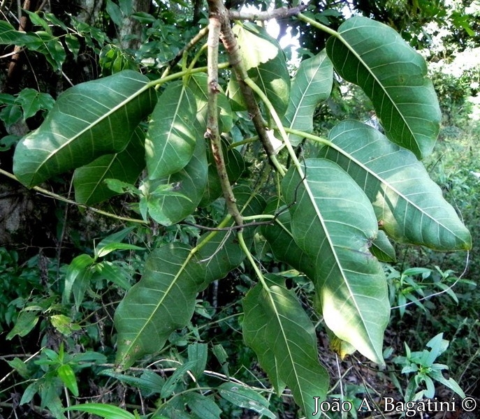 Ficus luschnathiana