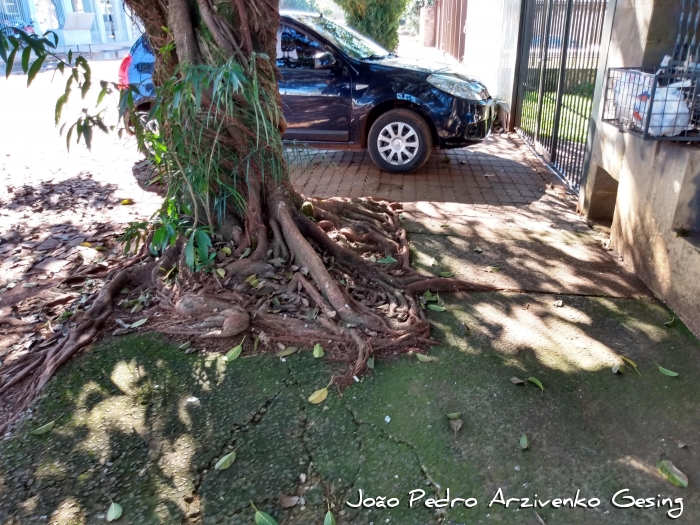 Ficus luschnathiana