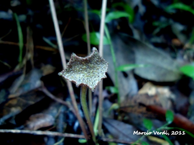 Dorstenia tenuis