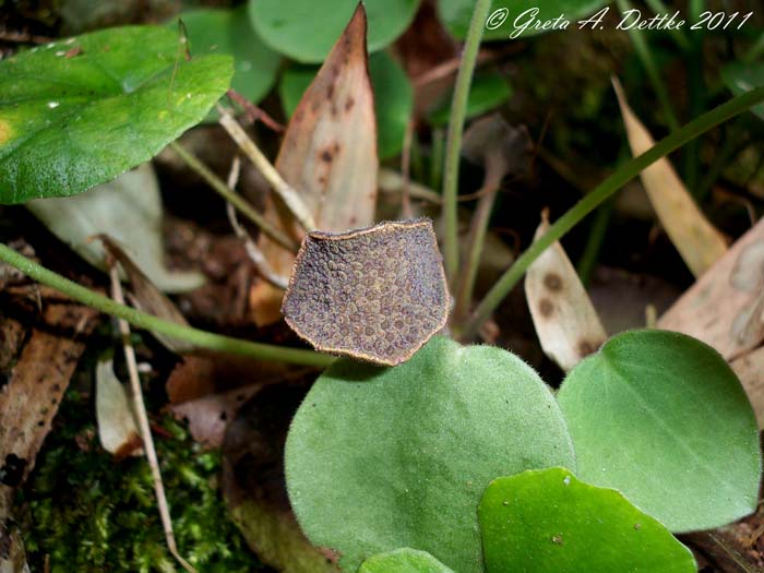 Dorstenia tenuis