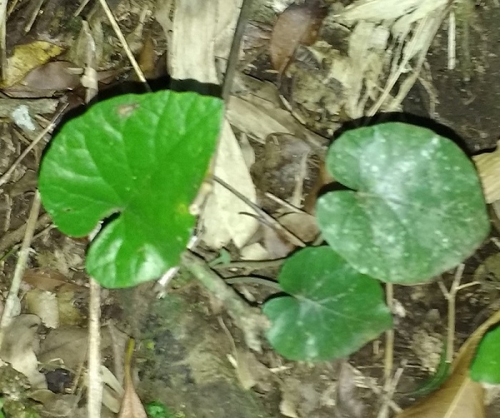 Dorstenia tenuis