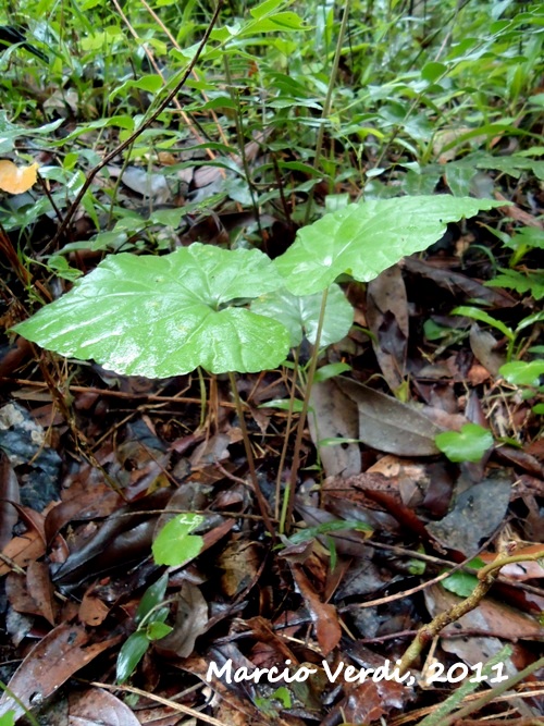 Dorstenia tenuis