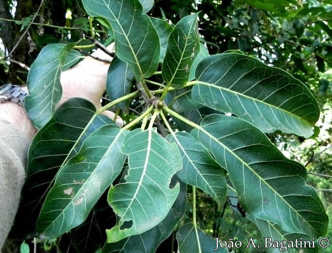 Ficus luschnathiana