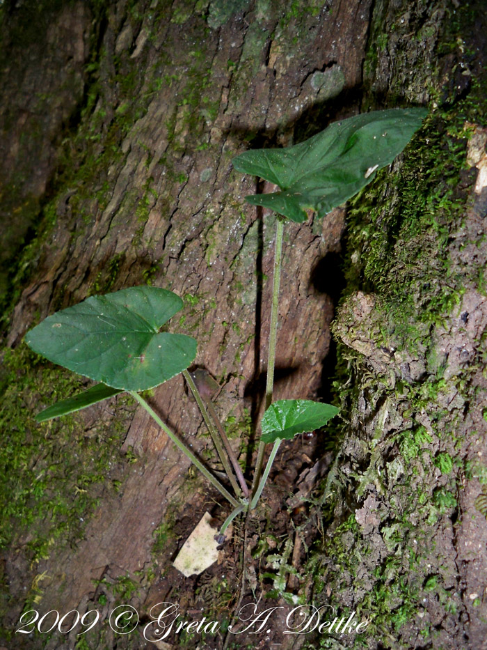 Dorstenia tenuis