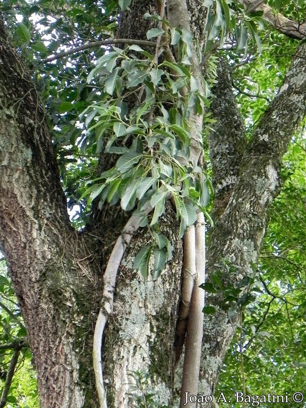 Ficus luschnathiana