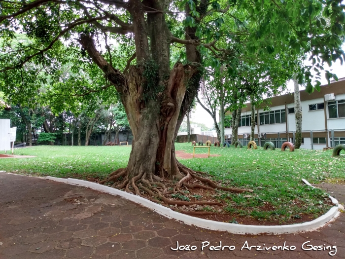 Ficus luschnathiana