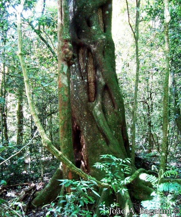 Ficus luschnathiana