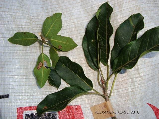 Ficus luschnathiana