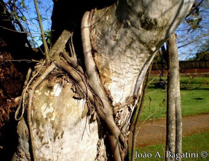 Ficus luschnathiana