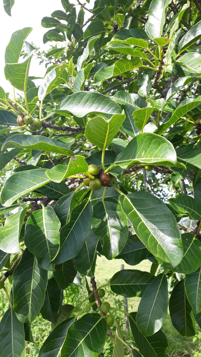 Ficus luschnathiana