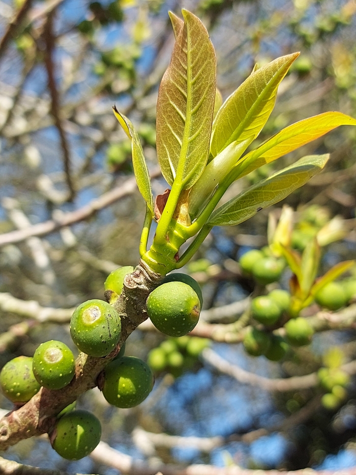 Ficus luschnathiana