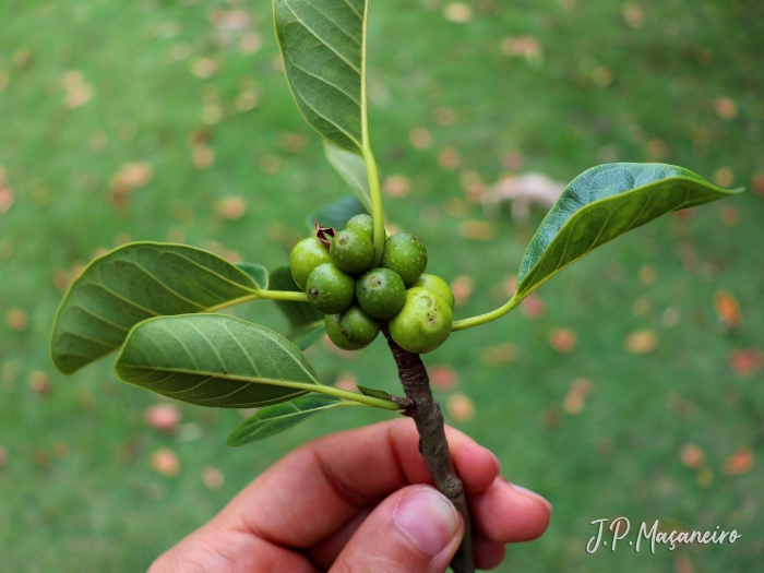 Ficus luschnathiana