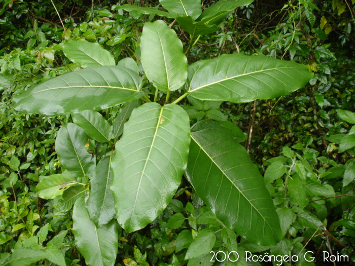 Ficus luschnathiana