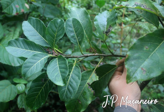 Ficus luschnathiana