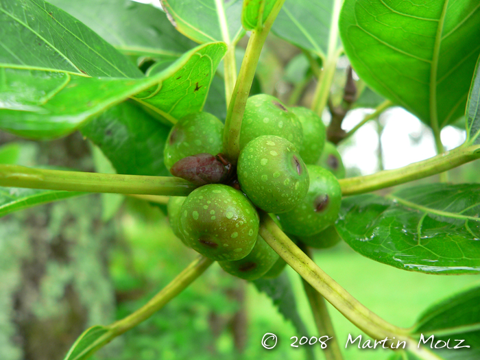 Ficus luschnathiana