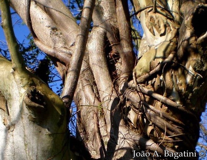 Ficus luschnathiana