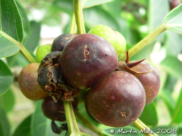 Ficus luschnathiana