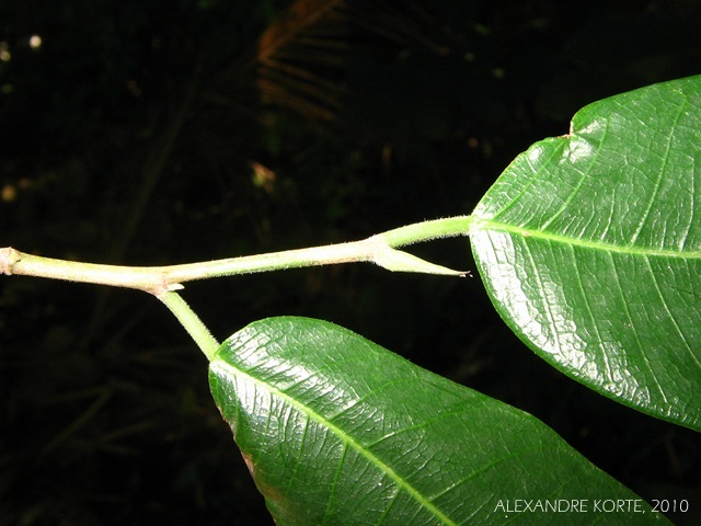 Brosimum lactescens