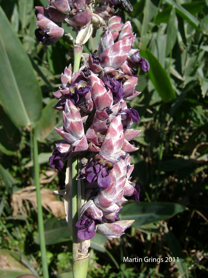 Thalia multiflora