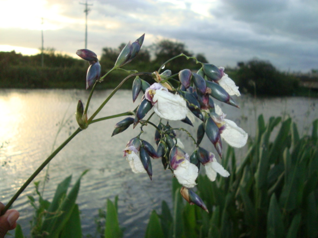 Thalia geniculata