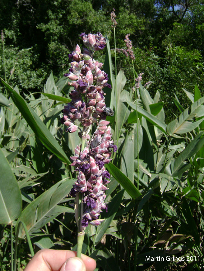 Thalia multiflora