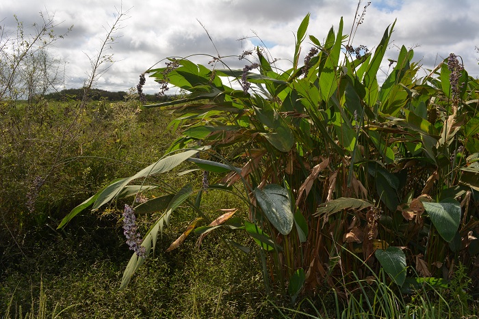 Thalia multiflora