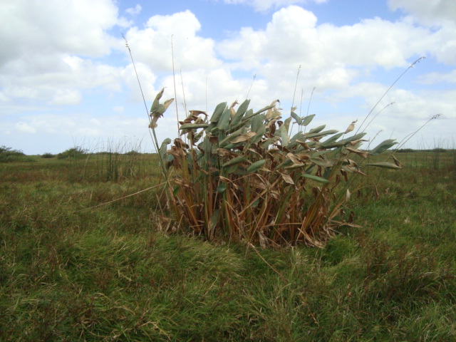 Thalia geniculata