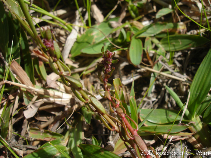 Laurembergia tetrandra