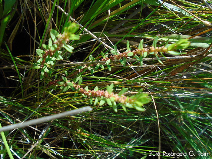 Laurembergia tetrandra