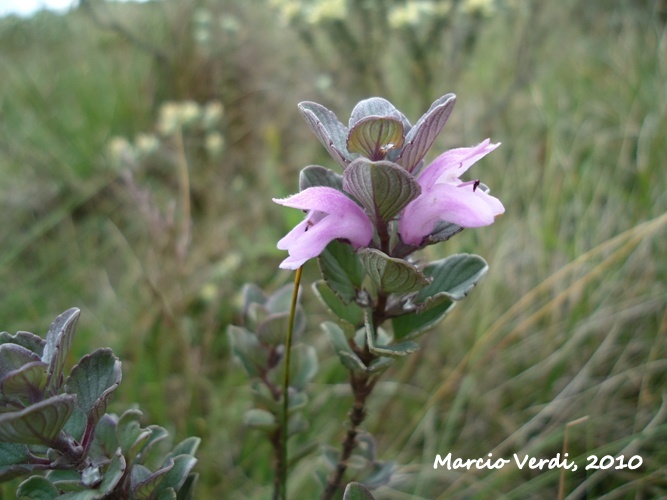 Glechon discolor