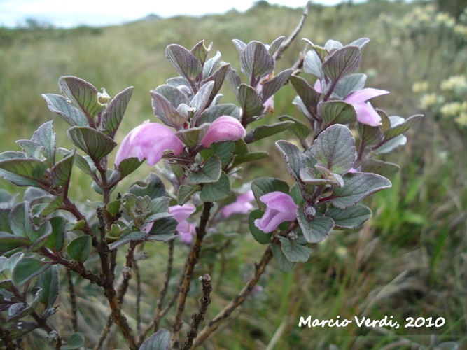 Glechon discolor