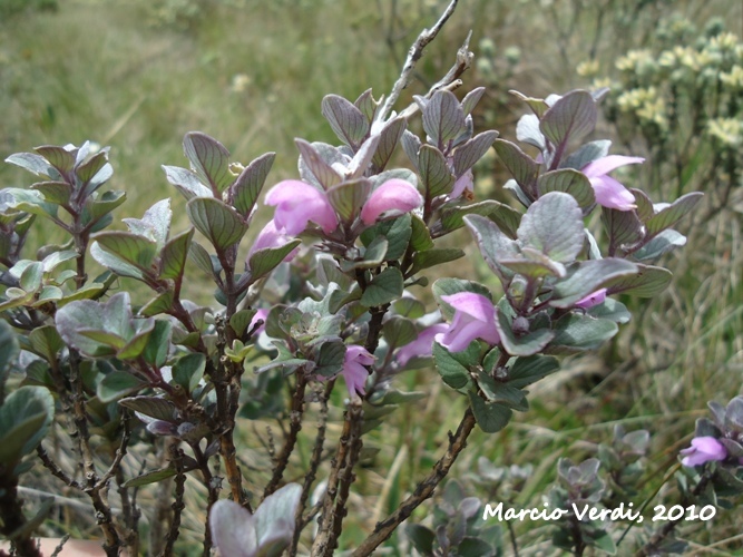 Glechon discolor