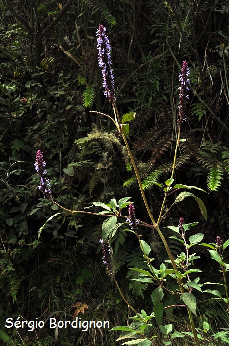 Salvia congestiflora