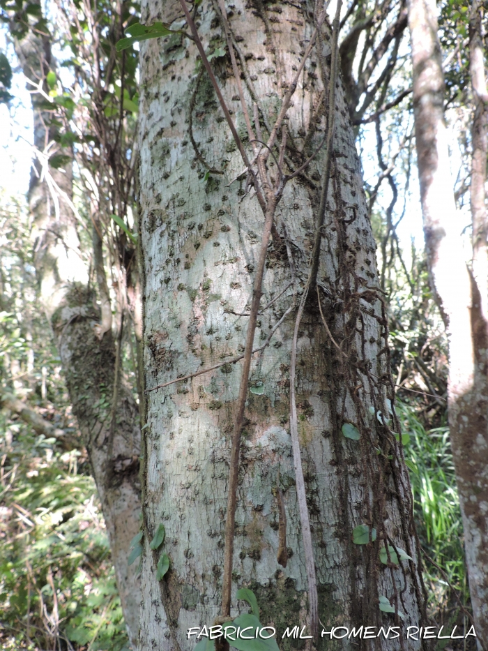 Ocotea lobbii