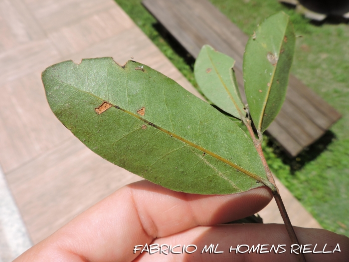 Ocotea lobbii