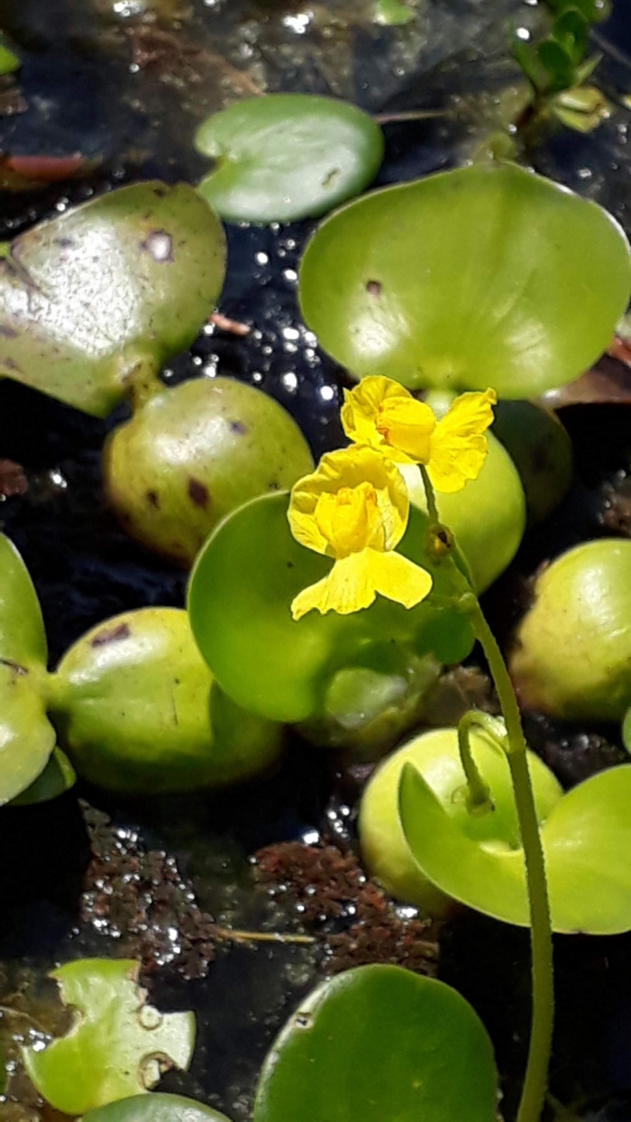 Utricularia platensis