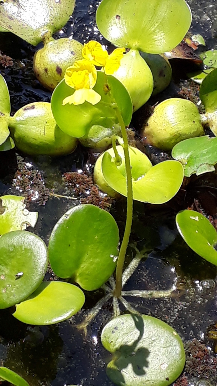 Utricularia platensis