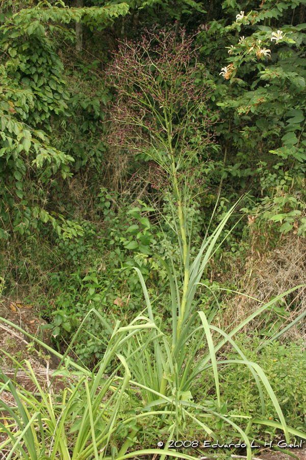 Eryngium pandanifolium