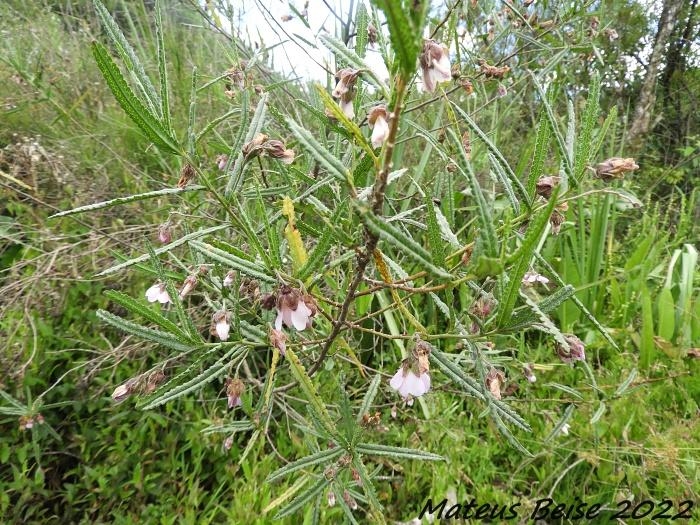 Monteiroa ptarmicifolia